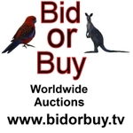 Company Logo of Bid Or Buy